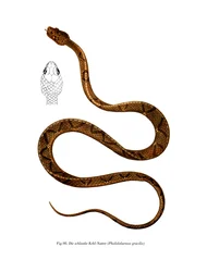 Graceful Racer (färg litho)