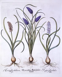 Grape Hyacinths, från Hortus Eystettensis, av Basil Besler (1561-1629), pub. 1613 (handfärgad gravyr)