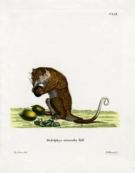 Grey Cuscus (färgad gravyr)