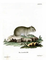 Grå dvärghamster (färgad gravyr)