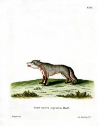 Grey Fox (färgad gravyr)