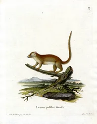 Grå muslemur (färgad gravyr)