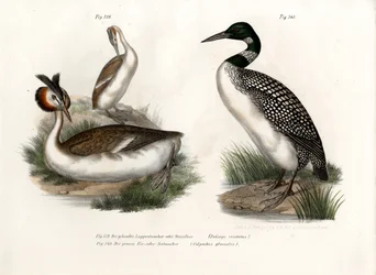 Stor dopping, 1864
