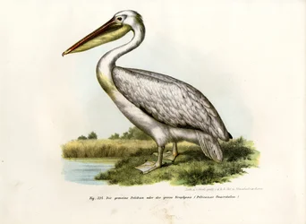 Stora vita pelikanen, 1864