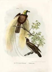 Paradisets större fågel, 1864