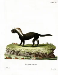 Greater Grison (färgad gravyr)