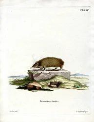 Greater Hedgehog Tenrec (färgad gravyr)