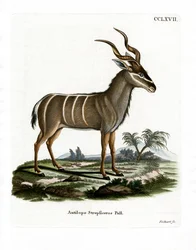 Greater Kudu (färgad gravyr)