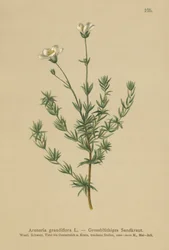 Storsandört (Arenaria grandiflora)