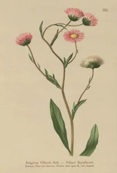 Grekisk Fleabane (Erigeron Villarsii, Erigeron atticus)