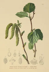 Grön al (Alnus viridis)