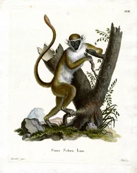Green Monkey (färgad gravyr)