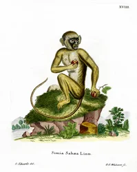 Green Monkey (färgad gravyr)
