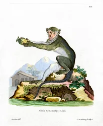 Green Monkey (färgad gravyr)