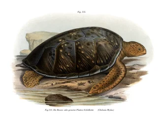 Grön sköldpadda (färg litho)