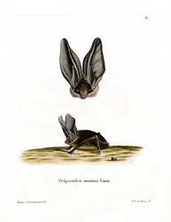 Grå långörat fladdermus (färgad gravyr)