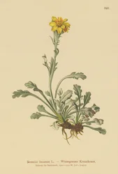 Grå raggört (Senecio incanus)