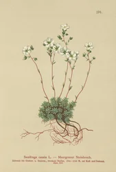 Grå saxifrage (Saxifraga caesia)