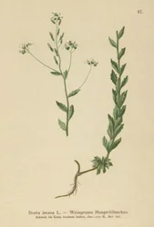 Grey Whitlow-grass (Draba incana,)