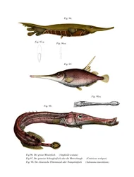 Räfflade rakhyvelfisk (färg litho)