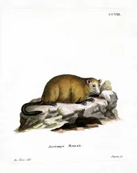 Groundhog (färgad gravyr)