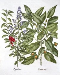 Guaiacum och kinesisk liguster, från Hortus Eystettensis, av Basil Besler (1561-1629), pub. 1613 (handfärgad gravyr)