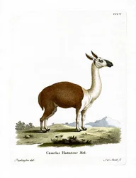 Guanaco (färgad gravyr)
