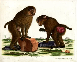 Guinea bavian (färgad gravyr)