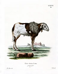 Guineafår (färgad gravyr)