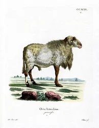 Guineafår (färgad gravyr)