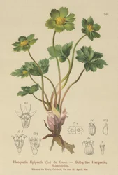 Hacquetia (Hacquetia Epipactis)