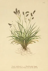 Hårliknande sedge