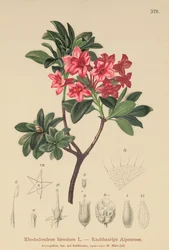 Hårig alpenros (Rhododendron hirsutum)