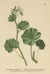 Hårig bitterkrasse (Cardamine asarifolia)