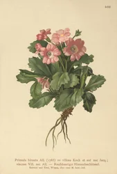 Hårig primula (Primula hirsuta)