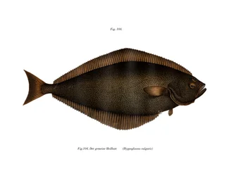 Hälleflundra (färg litho)