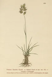Hallers Fescue (Festuca Gaudini, Festuca Hallerie)