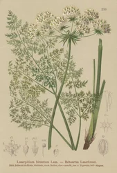 Hallers Sermountain (Laserpitium hirsutum, Laserpitium haller, Laserpitium panax)