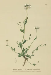 Hallers Wall-krasse (Arabis Haller)