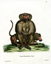 Hamadryas Babian (färgad gravyr)