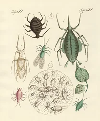Skadliga insekter