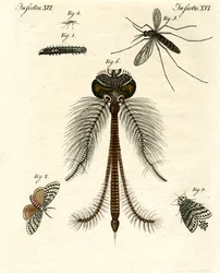 Skadliga insekter