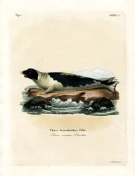 Grönlandssäl (färgad gravyr)