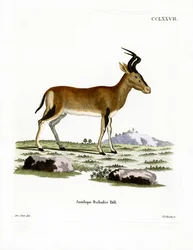 Hartebeest (färgad gravyr)