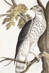 Hök, 1750-1800