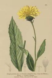 Hökskägg (Crepis bocconi, Crepis pontana, Crepis montana, Hieracium montanum, Soyeria montana)