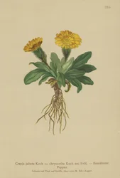Hökskägg (Crepis jubata, Crepis rhaetica)