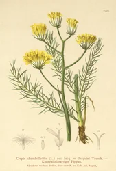 Hökskägg (Crepis chondrilloides)