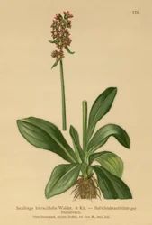 Hökgrässax (Saxifraga hieraciifolia)