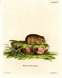 Hassel Dormouse (färgad gravyr)